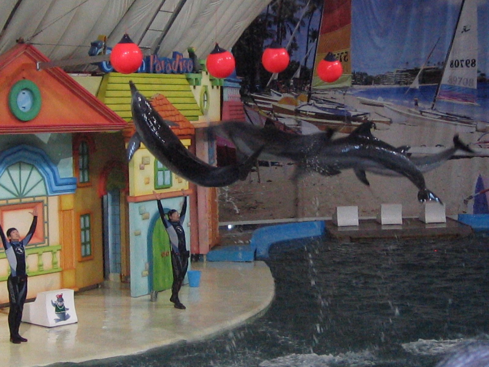 [dolphins+jumping.JPG]