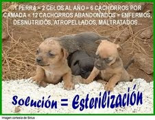 SOLUCION=ESTERILIZAR