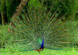 Peacock at BR Hills