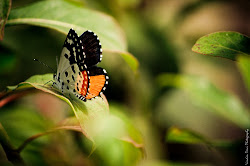 Butterfly at Nele