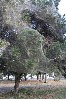 spider-web-tree-08.jpg