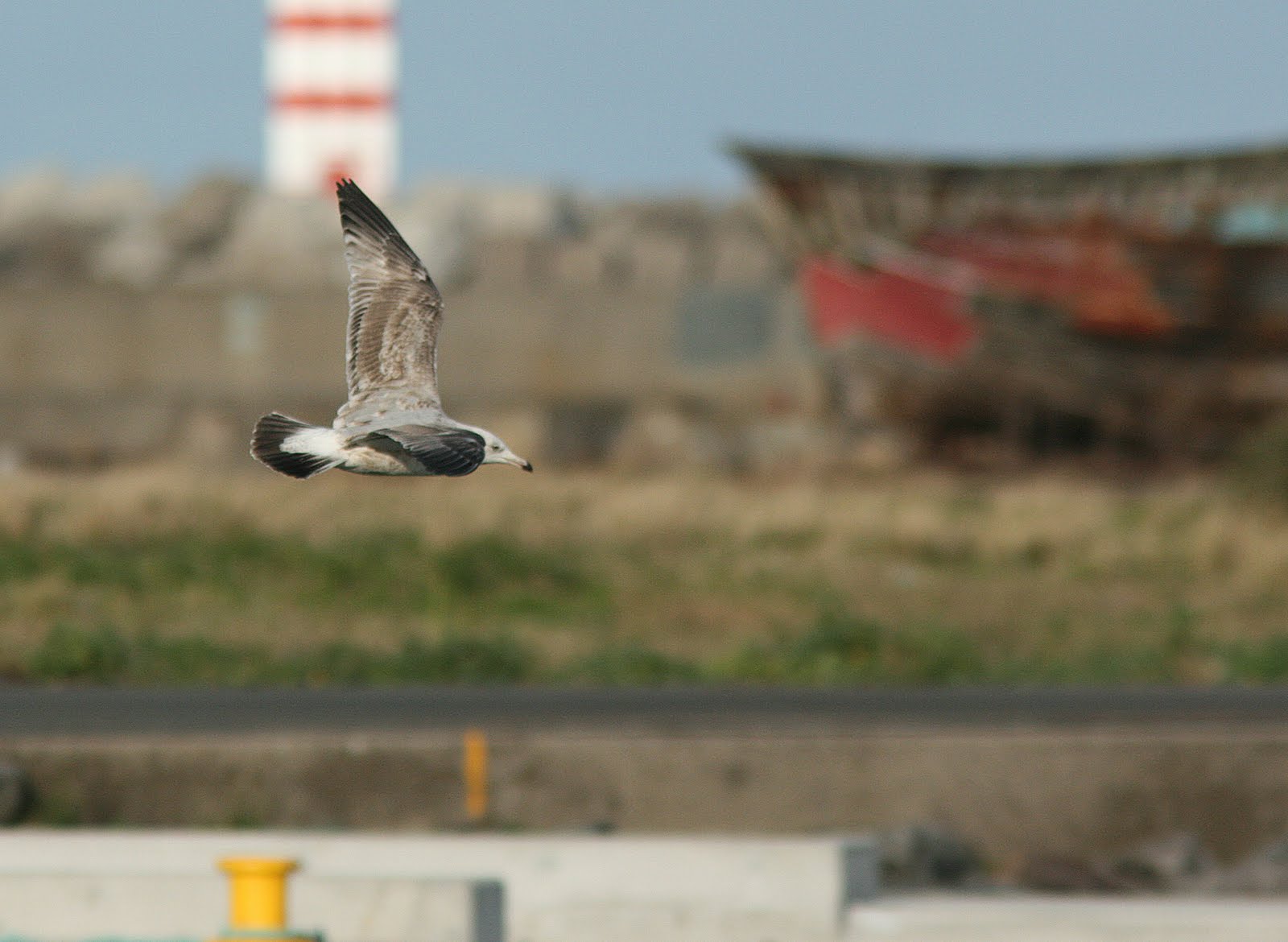 [260210-Terceira+745.JPG]