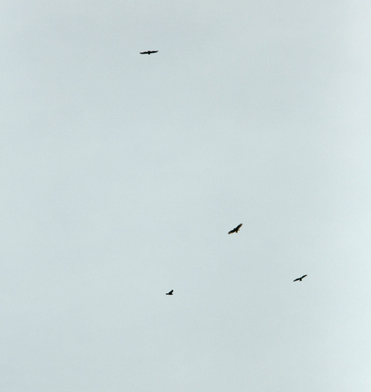 [220409-more+buzzards+018.JPG]