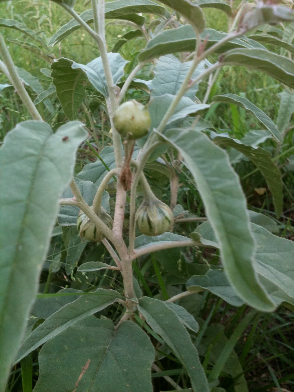Wyvern Oaks Dangerous to horses Silverleaf Nightshade
