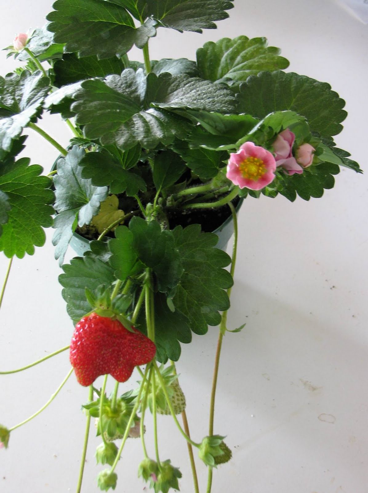 Hutchinson Farm The first red strawberry