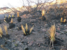 Davis Mountains