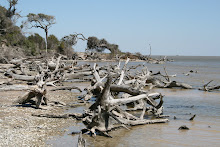 Aransas Wildlife Refuge