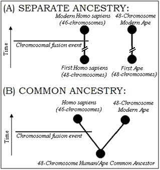 Common Ancestor Theory