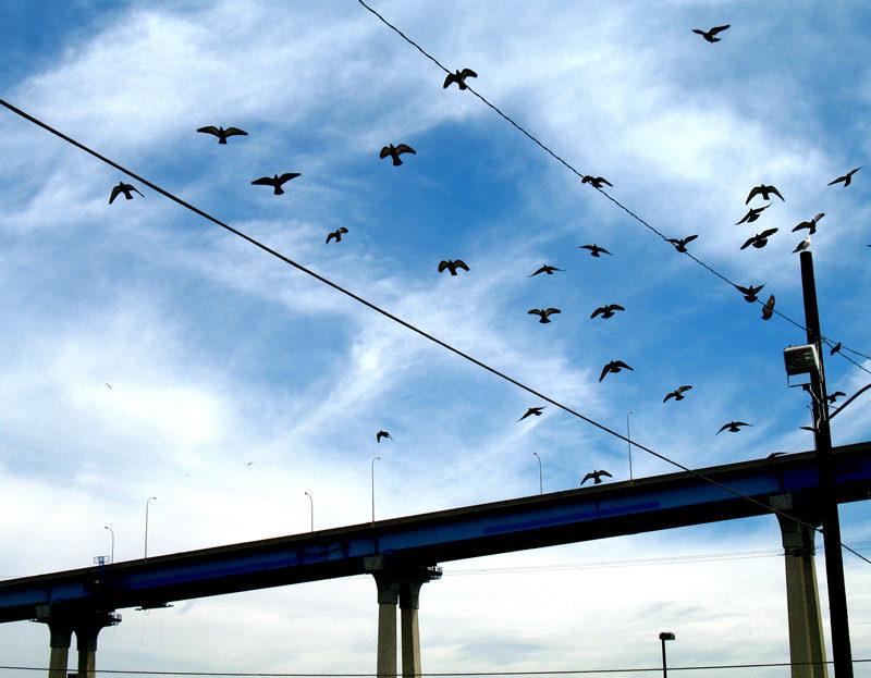 pigeons and power lines; click for previous post