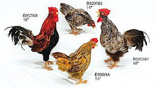 Different Types of Roosters