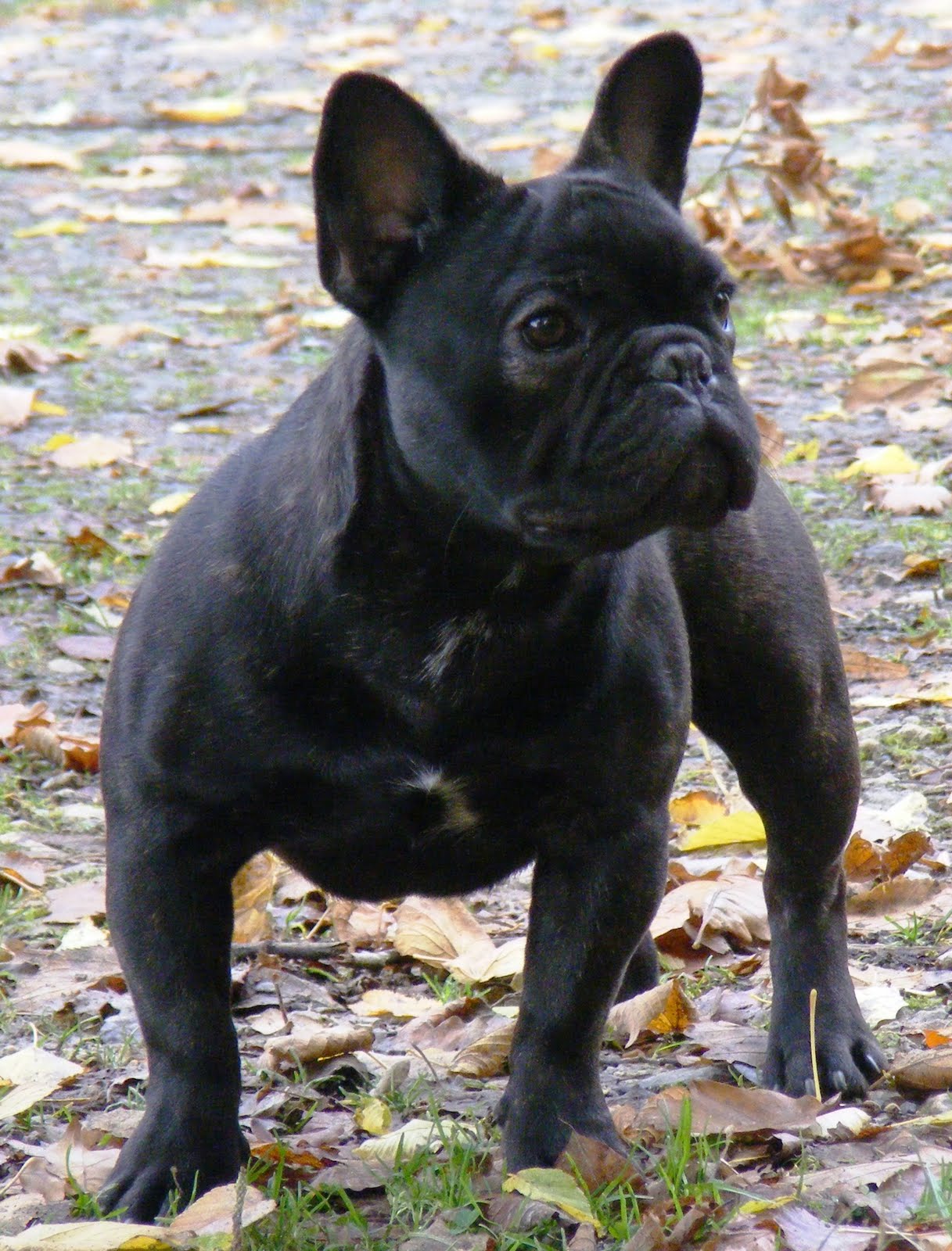Le Bouledogue Français LE BOULEDOGUE FRANÇAIS ses origines
