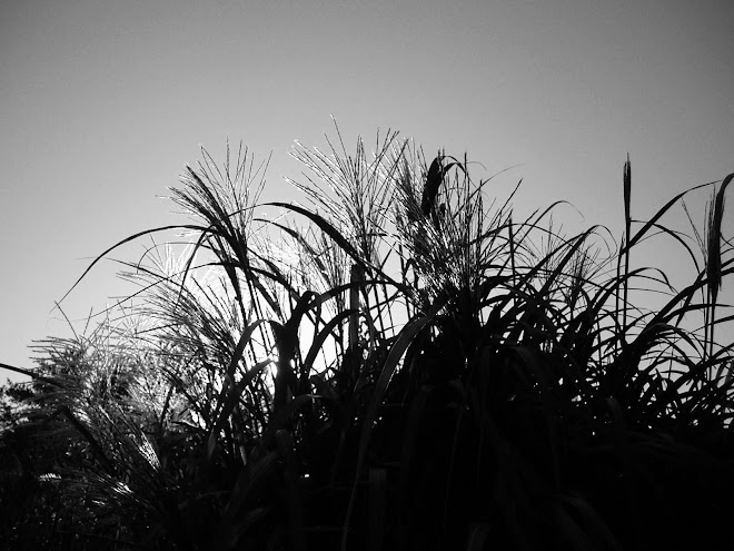 U of M Arboretum, Chaska, MN, August, 2009.