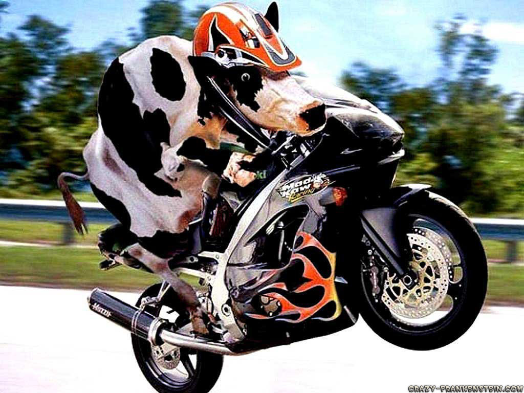 http://2.bp.blogspot.com/_qrIYWZjJr8U/TMCtbqyxq0I/AAAAAAAAAI8/2vSvQbOYBno/s1600/cow-on-motorcycle-funny-animal-wallpapers.jpg