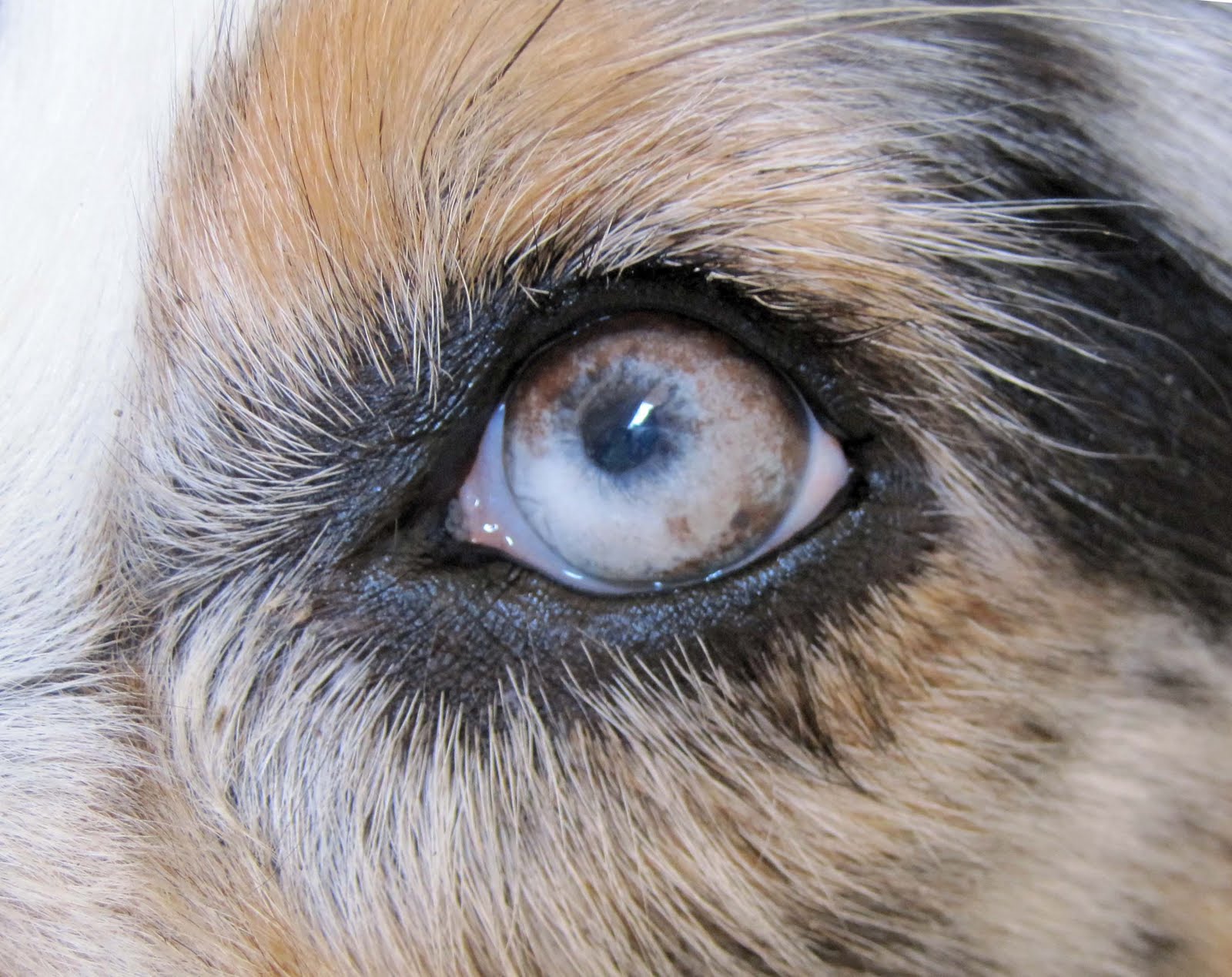 Australian Shepherd with Uveodermatological Syndrome Eyes summary