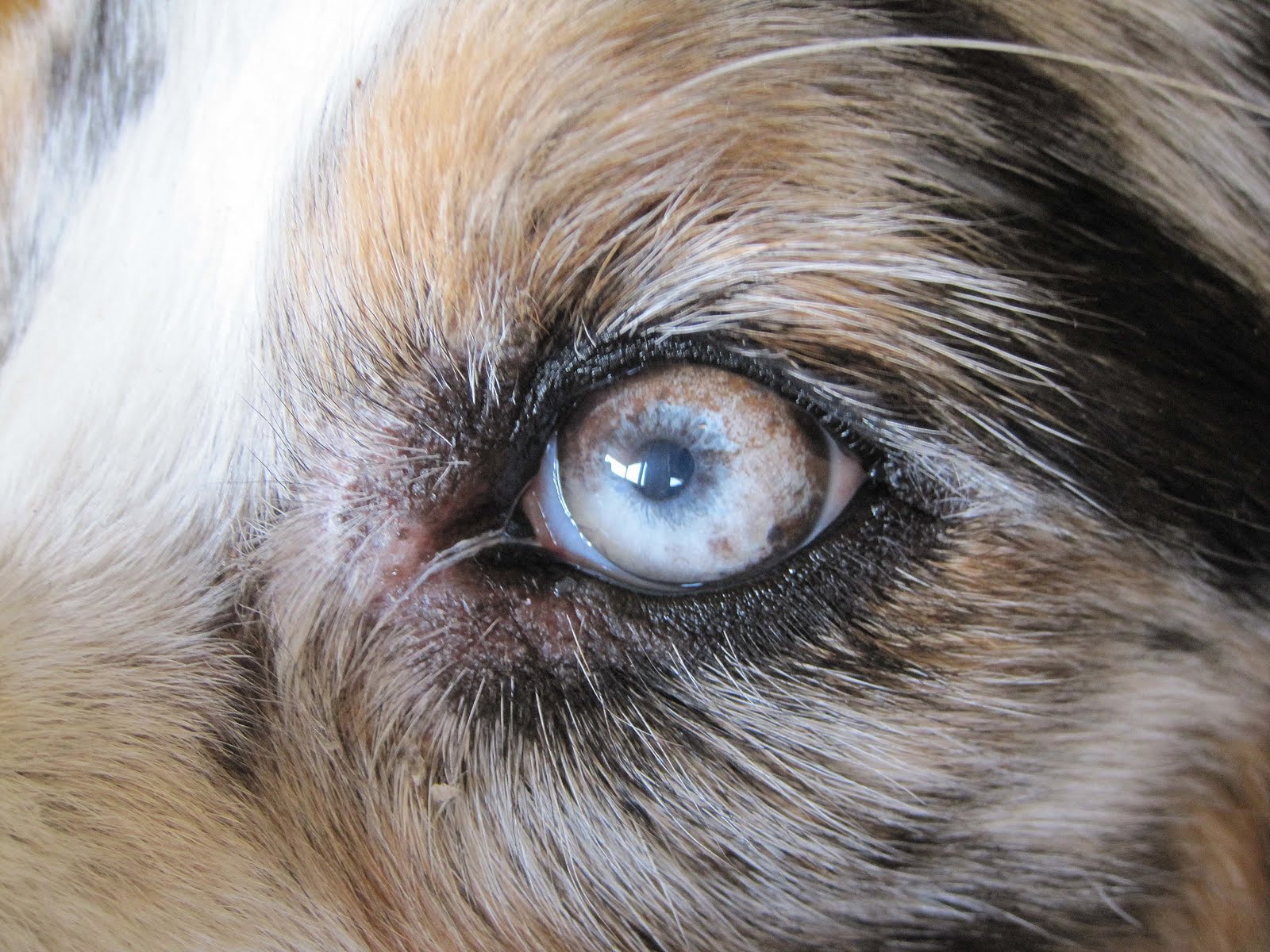 australian shepherd eye diseases australian shepherd with uveodermatological syndrome eyes summary australian shepherd eye diseases australian shepherd with uveodermatological syndrome eyes summary