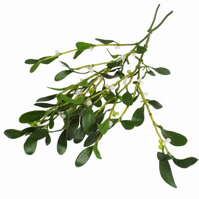 Mistletoe