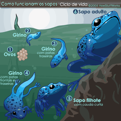 [frog-life-cycle.gif]