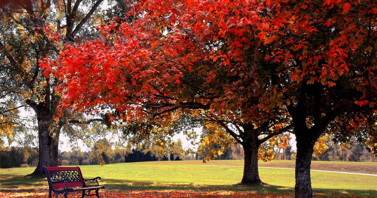 Dogs Desktop Wallpapers Download Free - computer speed test