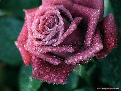 Flowers Roses on Nature   Flowers   Roses Wallpapers   Fun Mag