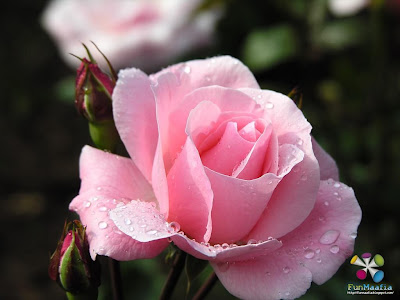 Beautiful pink rose wallpaper, Beautiful pink rose, beautiful Bouquet with