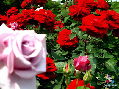 beautiful flowers roses red. #39;Rose#39; means pink or red in a