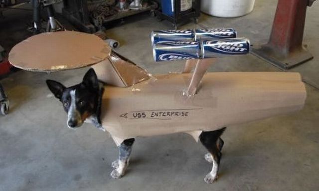 [dog.php]