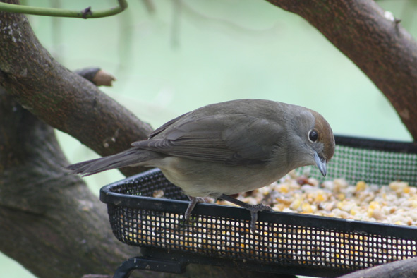 [Blackcap+female+Jan+22-3.jpg]