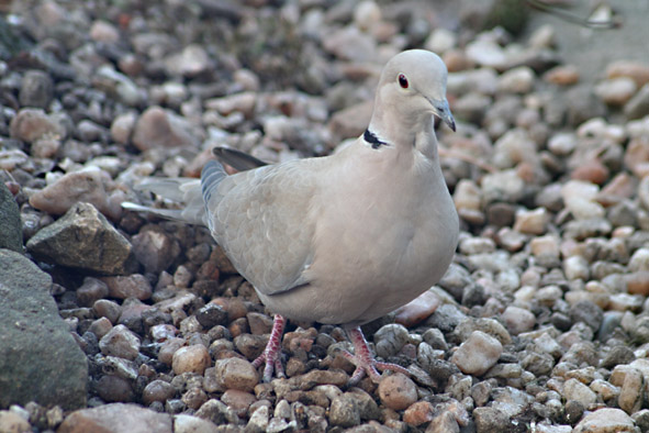[Collared+dove2.jpg]