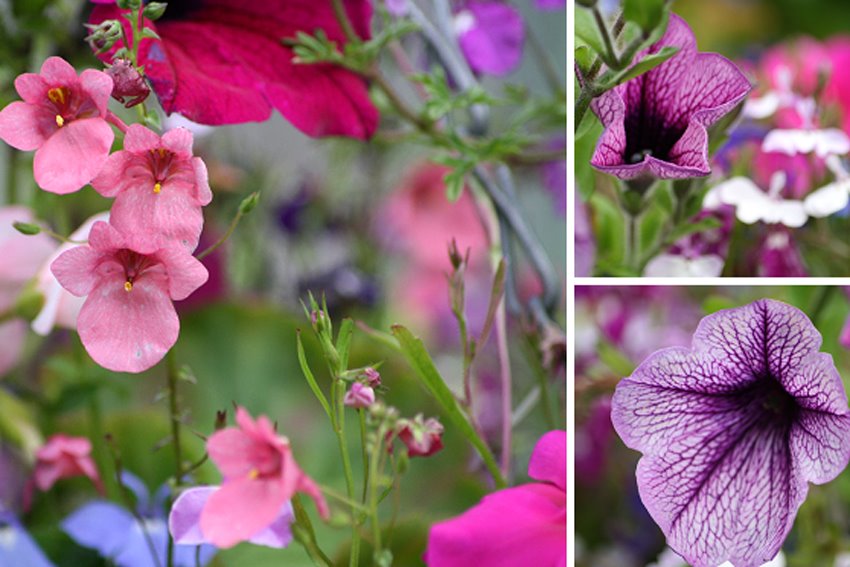 [GBBD+July,+Hanging+basket.bmp]
