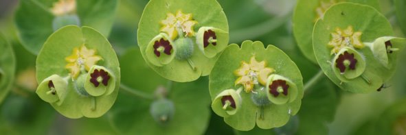 [Euphorbia.jpg]