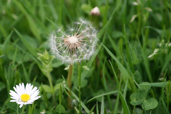 [Dandelion+crop2.jpg]