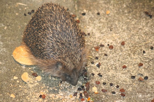 [Hedgehog+Juvenile2+AUG8.jpg]