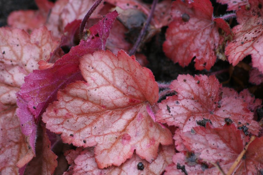 [Heuchera+'Georgia+Peach’+1a+.jpg]