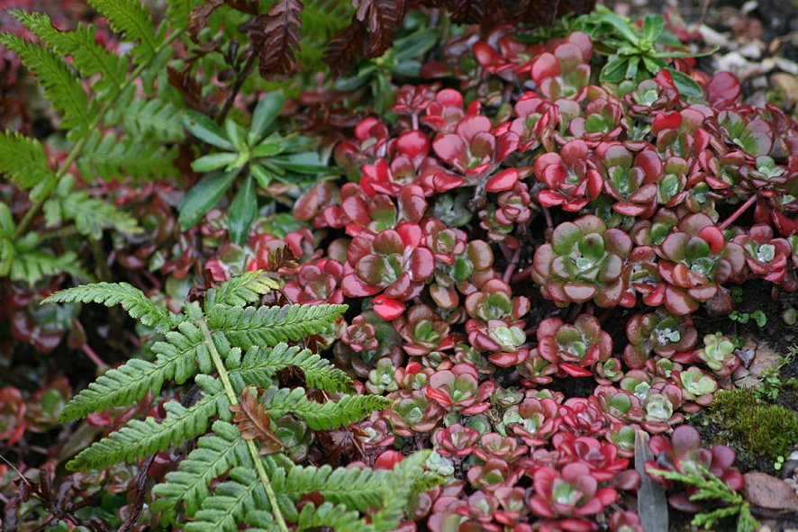 [Sedum.jpg]
