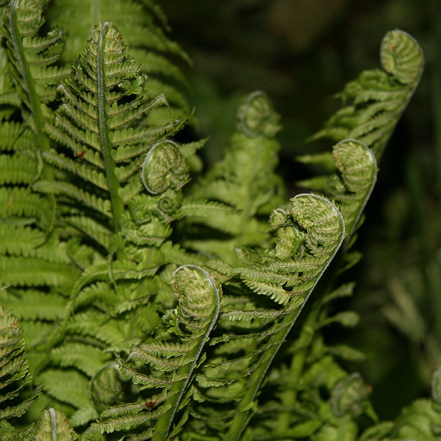 [MAY3+'09+(3)+Fern.jpg]
