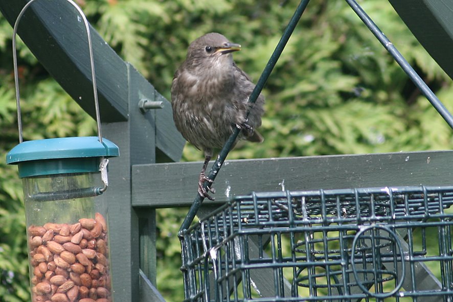 [Starling+juv+on+empty+fat+ball+feeder2.jpg]