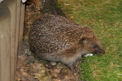 Shirls Gardenwatch Do Hedgehogs Visit Your Garden