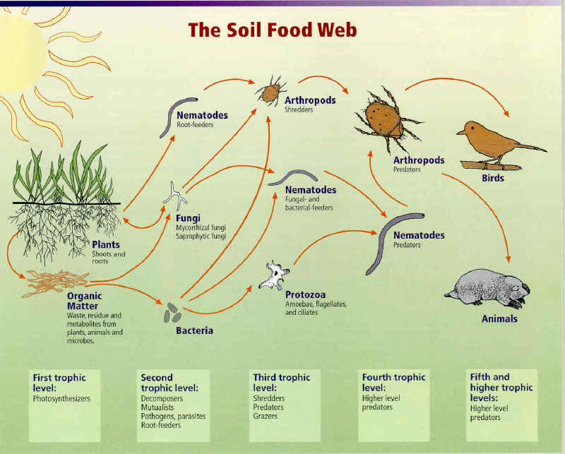 ocean food chain for kids. ocean food chain pictures. ocean food chain for kids.