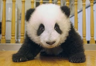 imagenes imagenes