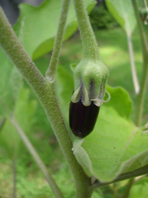 [eggplant2007.jpg]