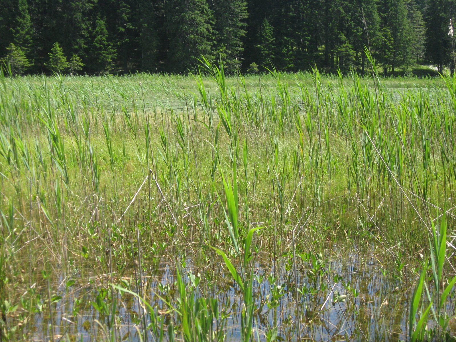Swamp Lake