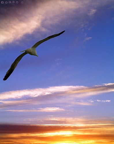 [free-as-a-bird.jpg]