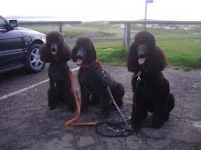 Poodles Believe You Can Never Have Too Many Walks!!!