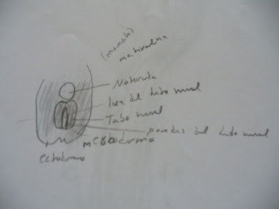 Morfología del sistema nervioso: agosto 2008