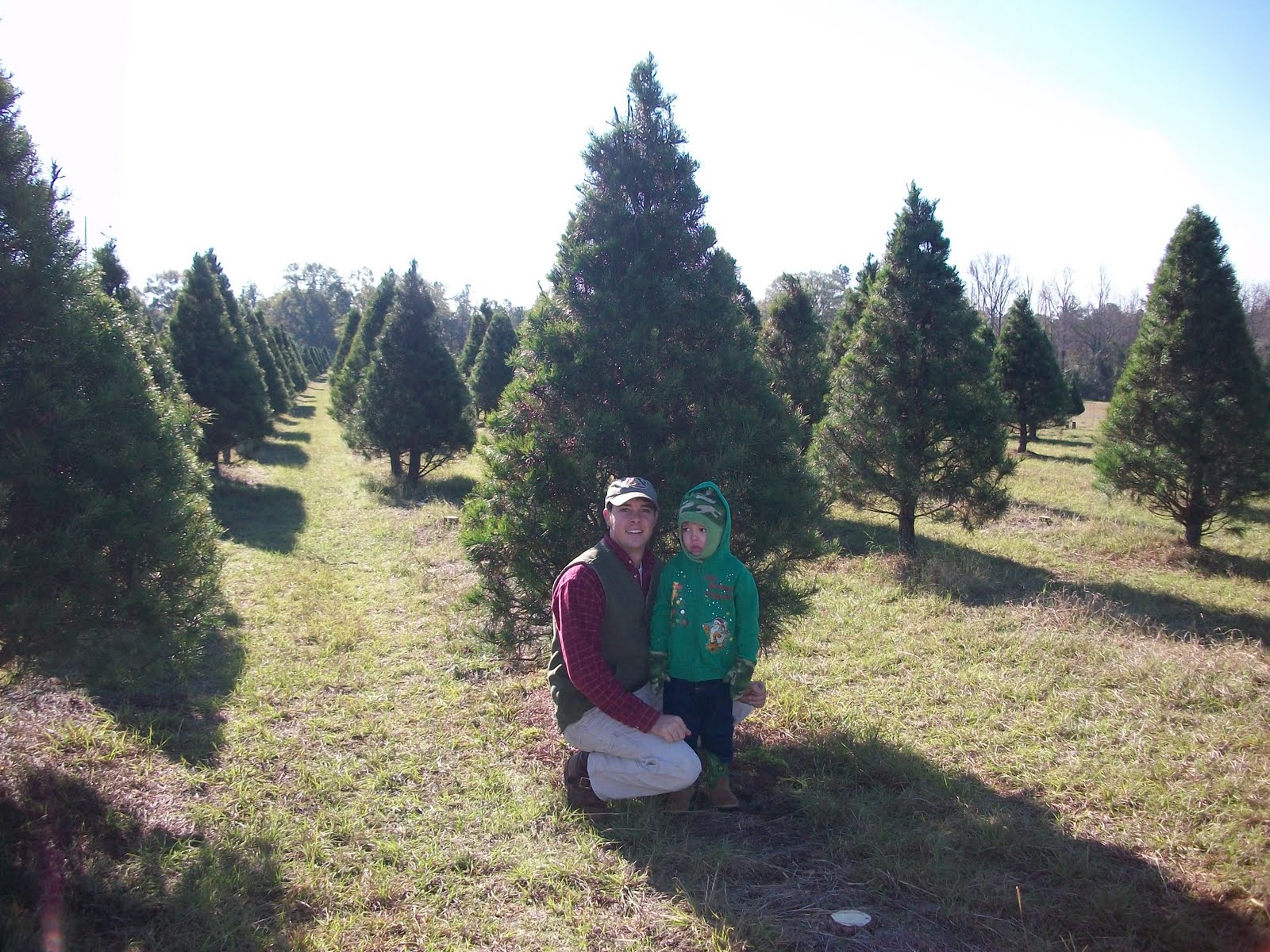 the stephenson fam o christmas tree the stephenson fam o christmas tree