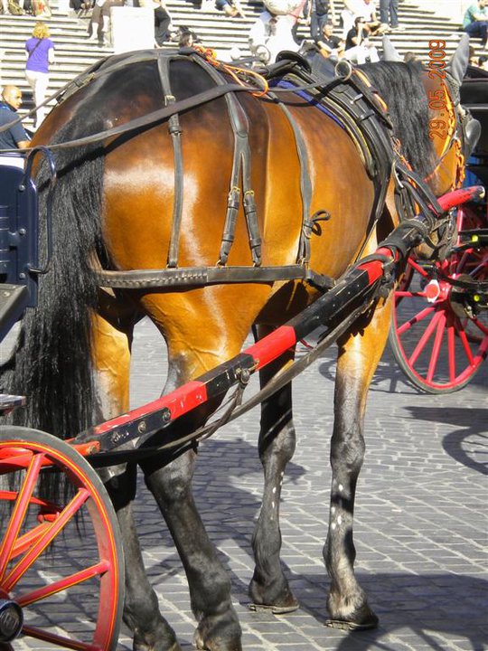 Carriage Horses NYC ROME BASTION OF CULTURE with cruelty behind the