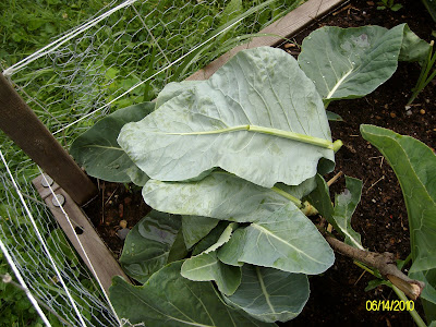 The Gardener of Eden: June 2010