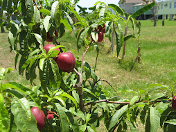 Early Alberta peaches grown on the beach