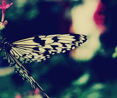 Butterfly, fly away