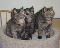 Tortie Girls on Parade: December 26,2007